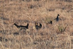 Tympanuchus pallidicinctus