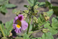 Proboscidea louisianica fragrans