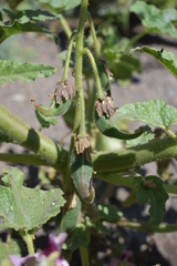 Proboscidea louisianica fragrans