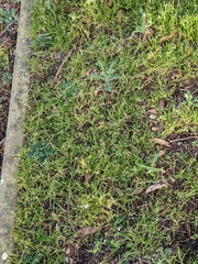 Poa annua