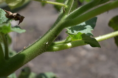 Proboscidea louisianica fragrans