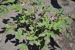 Proboscidea louisianica fragrans