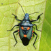 Florida Predatory Stink Bug - Photo (c) Judy Gallagher, some rights reserved (CC BY-SA), uploaded by Judy Gallagher