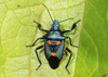 Florida Predatory Stink Bug - Photo (c) Judy Gallagher, some rights reserved (CC BY-SA), uploaded by Judy Gallagher
