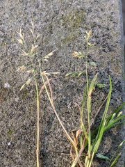 Poa annua