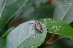 Dalpada nodifera