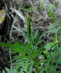 Bidens parviflora