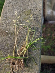 Poa annua