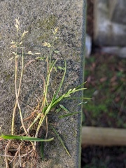 Poa annua