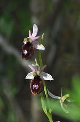 Ophrys bertolonii balearica