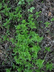 Bidens parviflora