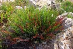 Limonium bocconei