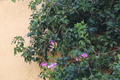 Amphilophium buccinatorium