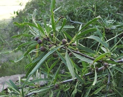 Rhamnus erythroxylum