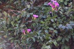 Amphilophium buccinatorium