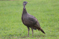 Meleagris gallopavo osceola