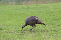 Meleagris gallopavo osceola