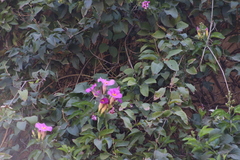 Amphilophium buccinatorium