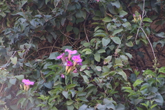 Amphilophium buccinatorium