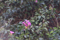 Amphilophium buccinatorium