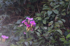 Amphilophium buccinatorium