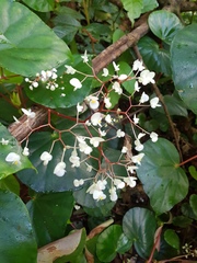 Begonia multinervia