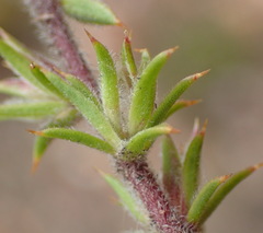 Muraltia squarrosa