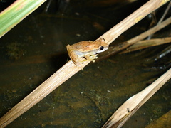 Dendropsophus branneri