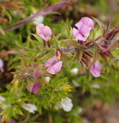 Muraltia squarrosa