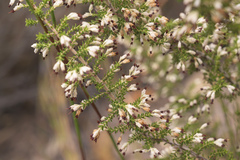 Erica penicilliformis