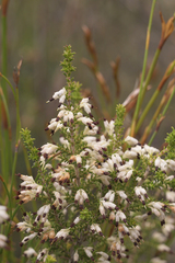 Erica penicilliformis