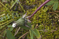 Taraxacum leucanthum