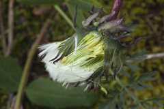 Taraxacum leucanthum