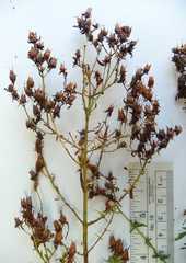 Hypericum perforatum perforatum