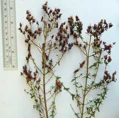 Hypericum perforatum perforatum