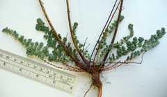 Hypericum perforatum perforatum