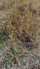 Hypericum perforatum perforatum