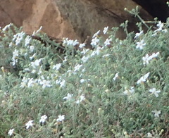 Chaenostoma decipiens