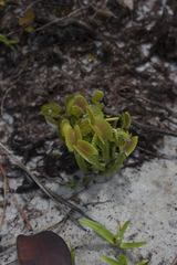 Dionaea muscipula