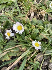 Bellis perennis