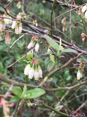 Vaccinium fuscatum image