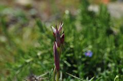 Bilamellaria