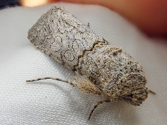 Sympistis perscripta