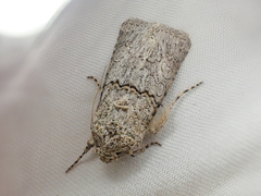 Sympistis perscripta