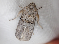 Sympistis perscripta