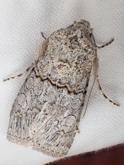 Sympistis perscripta