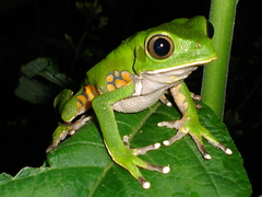 Phyllomedusa burmeisteri