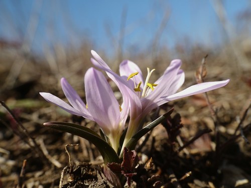 Colchicum bulbocodium