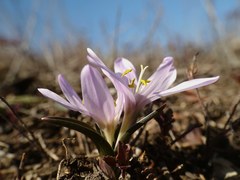 Colchicum bulbocodium versicolor