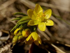 Gymnospermium odessanum